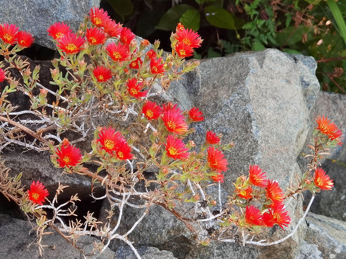 Malephora crocea photo